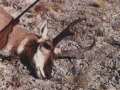 antelope_116
